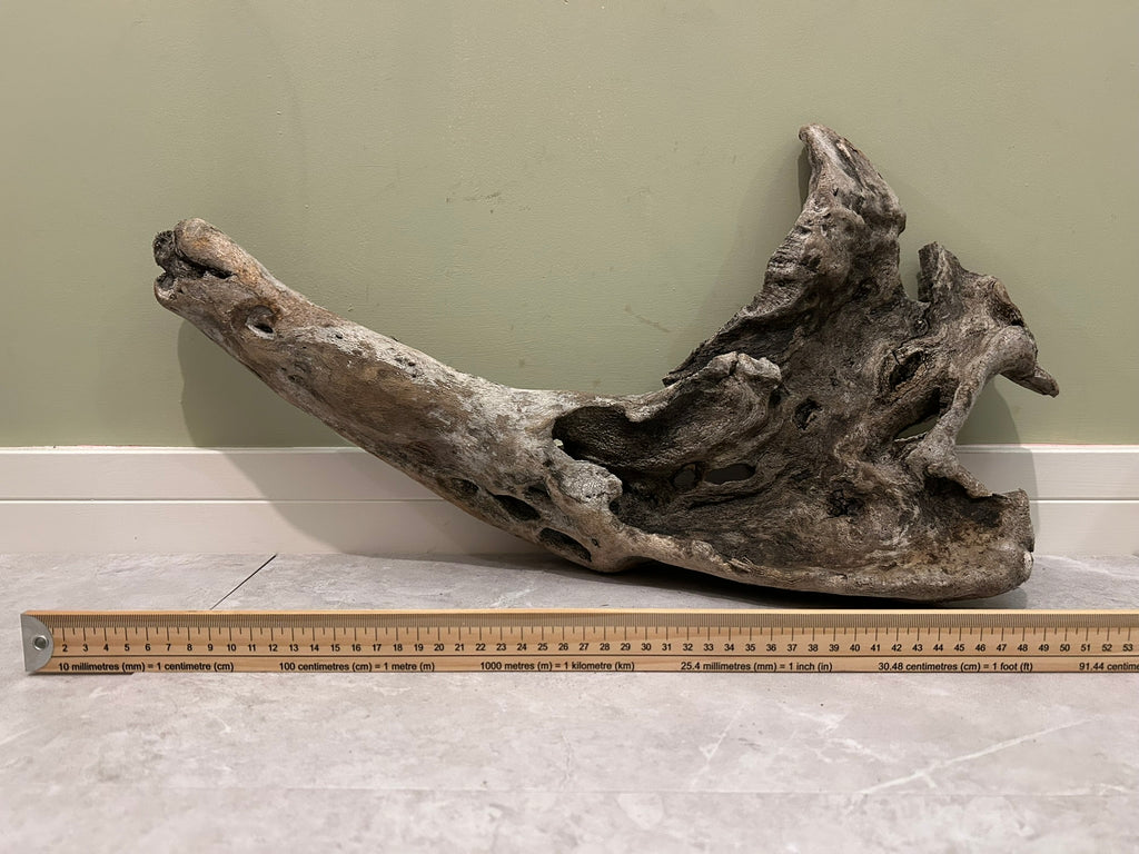 Natural Medium Driftwood